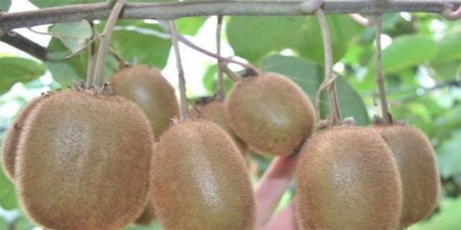 Karadeniz`de Sezonun İlk Kivileri Pazara İndi