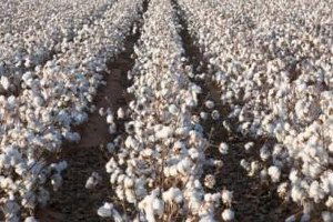 On Bin Ton Pamuk Tarlada Kaldı