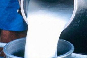 Türkiye`de Eylülde 648 Bin 573 Ton İnek Sütü Toplandı