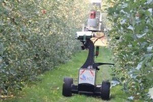 Avustralya Tarlalarında Elmayı Robot Yardımcılar Topluyor