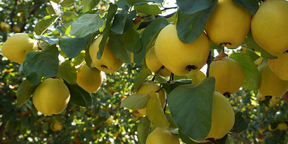 Ayva Fiyatındaki Artış Üreticileri Sevindirdi