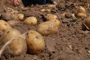 Bitkisel Kopyalama`Yla Yerli Patates Tohumu Üretimi