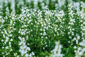 Bitkisel Protein Kaynağı Acı Bakla