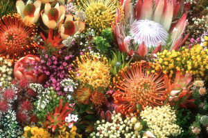 Türkiye`nin Biyolojik Çeşitlilik Envanteri Çıkartılıyor