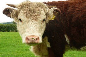 Tigem 800 Baş Boğa İthal Edecek