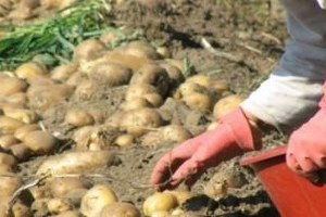 Bolu`da Patates Üretimi Arttı