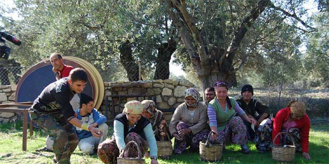 Burhaniye`de Zeytin İşçilerinin Yevmiyeleri Belirlendi