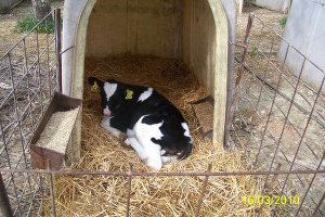 Buzağıların Konforu Artacak