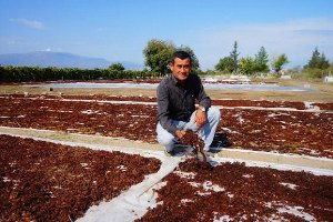 Çekirdeksiz Kuru Üzüm Tüketimi Tanıtımlarla Artırılacak