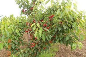 Çeribaşı Kirazı, Enez`in Vazgeçilmez Ürünü Olmaya Başladı