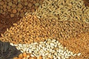 Çiftçi Kaliteli Tohuma Yöneliyor