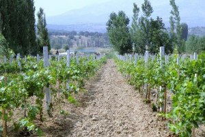 Çilek ve Ceviz İçin Hibe Destek Verilecek