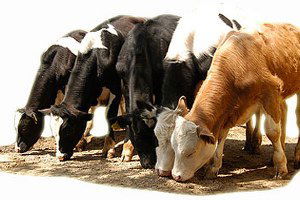 Damızlık Boğalar Sahiplerine Verildi