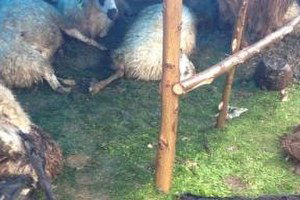 Edirne`de Telef Olan Küçükbaşların Sırrı Araştırılıyor