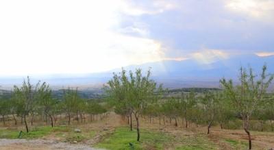 Ege`nin En Büyük Badem Bahçesi Bu Yaz İlk Meyvelerini Verecek