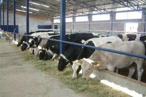 Enez`de Ahırlar İlçe Dışına Çıkarılacak