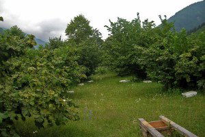 Fındık Bahçelerinin Bu Yıl Daha Fazla Bakıma İhtiyacı Var