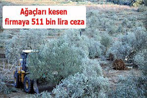 6 Bin Zeytin Ağacının Bedeli, 511 Bin Lira!
