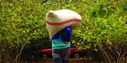 Fındık Üreticisine Külleme Hastalığı Uyarısı