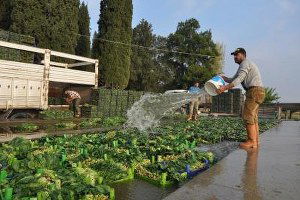 Foça`da Ispanak Hasadı Başladı