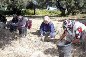Genç Nüfusun Azaldığı Köyde Tarım İşi Yaşlılara Kaldı