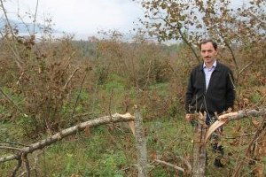 Giresun`da Onlarca Fındık Ocağı Bir Gecede Kesildi