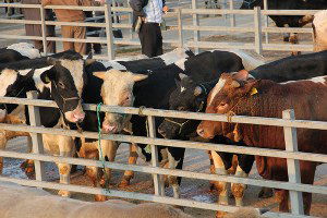 Hayvan Pazarında Yaprak Kımıldamıyor