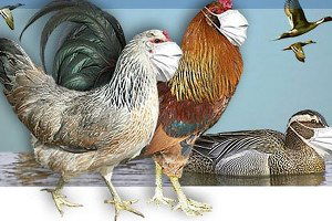 İngiltere`de Kuş Gribi Alarmı