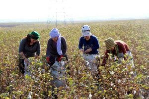 Kadınlar Sincar ve Kobani`ye Destek İçin Pamuk Tarlalarında Çalışıyor