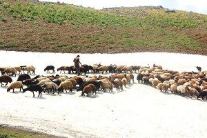 Mersin`de Çoban ve Koyunların Karla İmtihanı