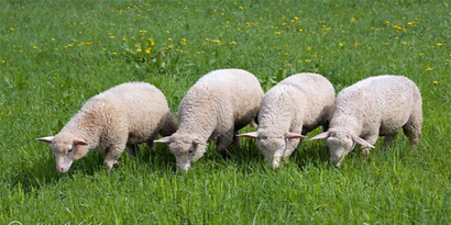 Çine`nin Karya Irkı Koyunu Tescillendi
