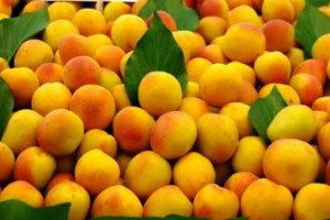 Kayısıda Alan Bazlı Destek Talebi