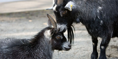 Üreticiye 95 Kıl Keçisi Dağıtıldı