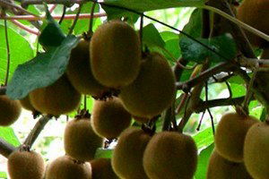 Kivi fiyatı iki kart arttı