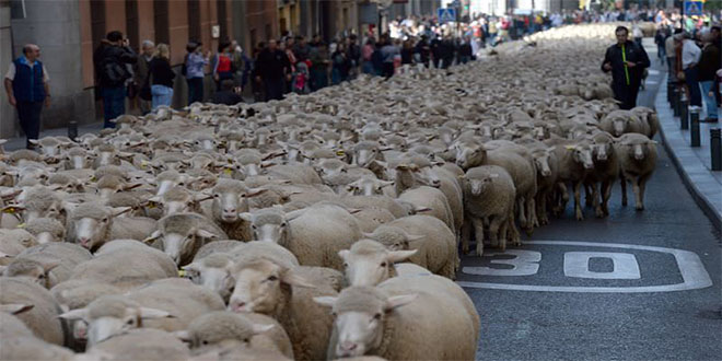 2 Bin Koyun Şehre İndi