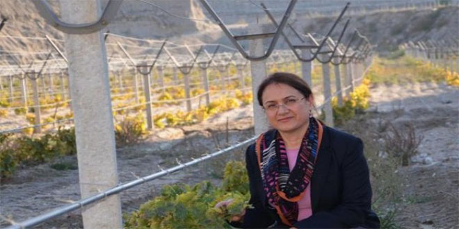 Kum Ocağı Üzüm Bağı Oldu