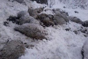 Kurtlar Koyun Sürüsüne Saldırdı