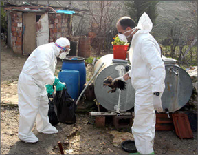 Kuş Gribi Tekrar Almanya`nın Gündeminde