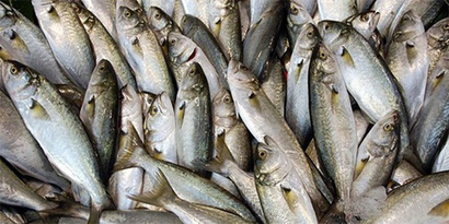 Lüferin kilosu 100 TL`ye çıktı