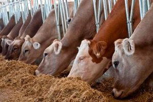 Malatya`da Yetiştiriciye Destek Verilecek