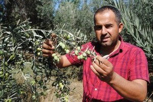 Manavgat`ta Zeytin Yetiştiriciliğinin 2 Katına Çıkarılması Hedefleniyor