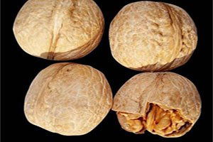 Mart Soğukları Vurdu, Ceviz Tavan Yaptı