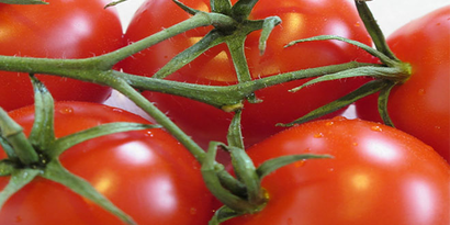 Mersin`de Örtü Altı Domates 1,5 Liraya Alıcı Buluyor