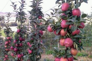 Mevsimsel Değişiklik Hasat Hedefini Vurdu