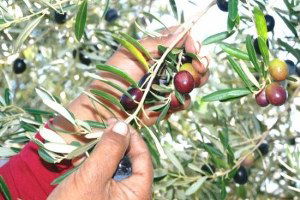 Milas Zeytin Hasat Şenliği