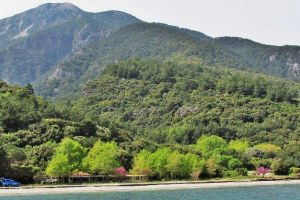 Milli Parkta Zeytin Toplama Kararı Mahkemeye Taşındı