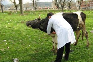 Nevşehir`de Şap Aşılama Kampanyası Sona Erdi