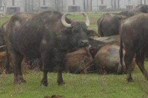 Ordu`da Manda Sayısı Arttı