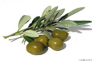 Osmaniye, `Zeytin Şehri` Olma Yolunda İlerliyor