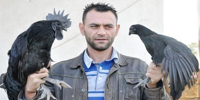 Aksaray`da 15 Bin Dolarlık Horoz ve Tavuk Satın Aldı